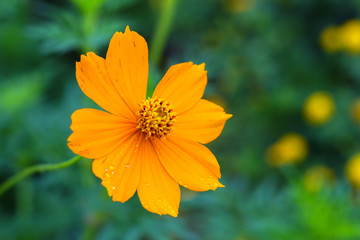 Orange flower in garden