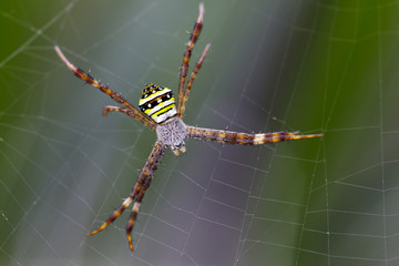 Image of multi-coloured argiope spider (Argiope pulchellla. ) in the net. Insect Animal