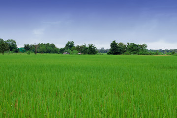 Mountain and Field  effect blue color on sky.