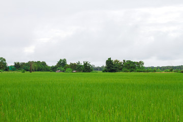 Mountain and Field