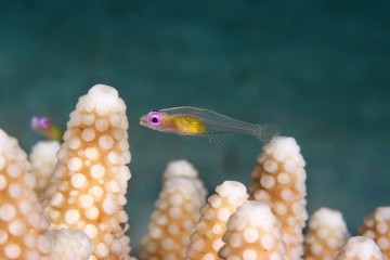 pink eye goby on hard coral