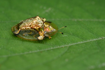 Image of gold turtle beetle or escarabajo tortuga de oro(Escarabajo tortuga) on green leaves. Insect Animal