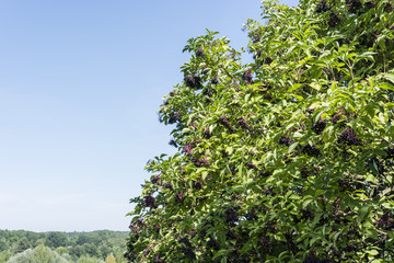 Black ripe berries on black beze with blue sky in background.