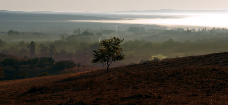 Fototapeta tree and nature in the early morning in the mountains