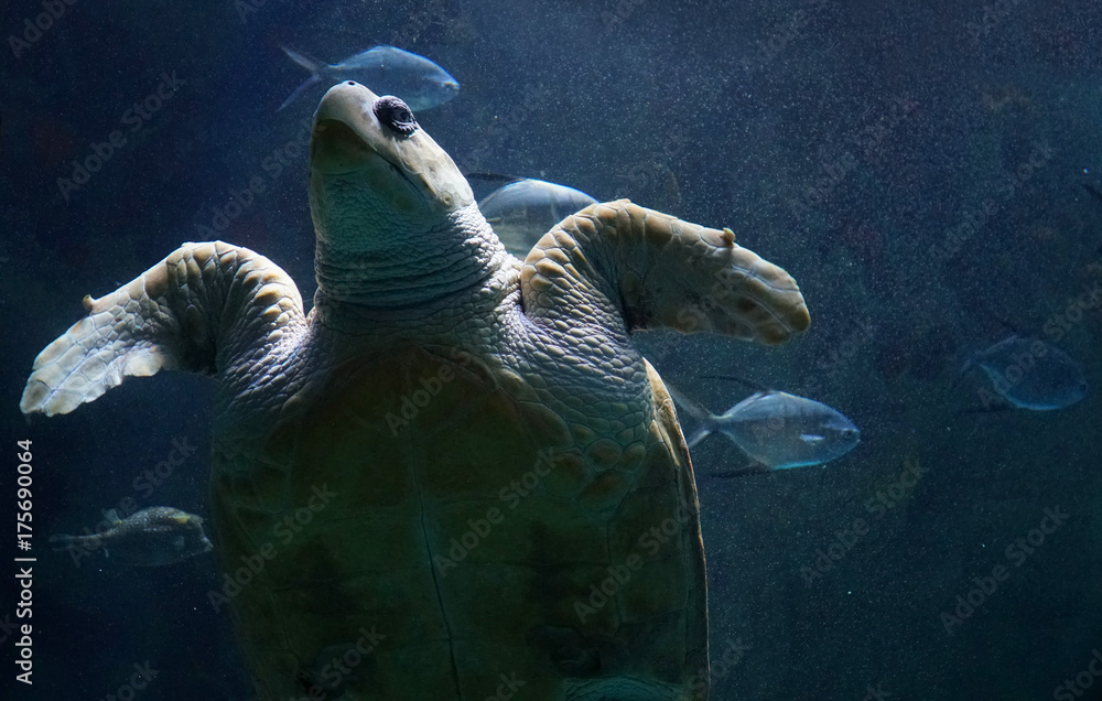 Wall mural Sea turtle swimming in the ocean