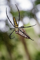 Image of Spider Nephila Maculata, Gaint Long-jawed Orb-weaver (male) eating butterflies in the net. Insect Animal