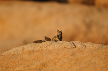 Two White Tailed Antelope Squirrel Ammospermophilus leucurus