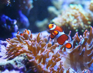 Naklejka na ściany i meble red clownfish in the coral reef