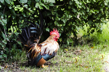 Chicken standing on the lawn with a tree behind.