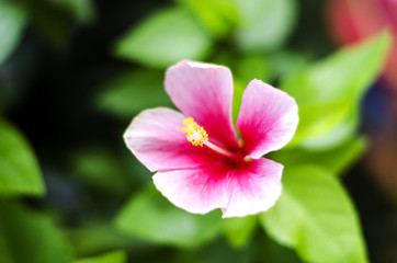 Pink hibiscus flowers, red leaves