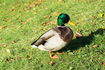 Duck on green grass with yellow leaves.