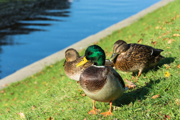 Duck on green grass with yellow leaves.