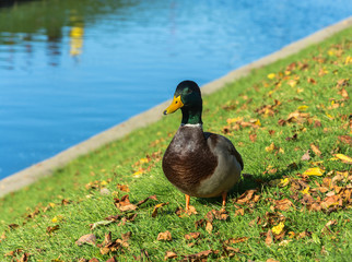 Duck on green grass with yellow leaves.