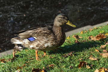 Duck on green grass with yellow leaves.