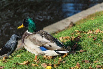 Duck on green grass with yellow leaves.