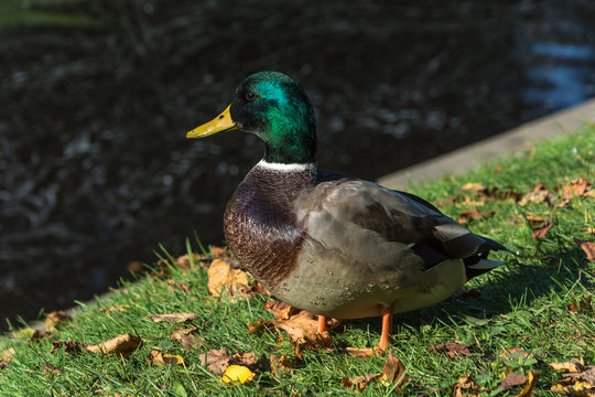 Duck on green grass with yellow leaves.