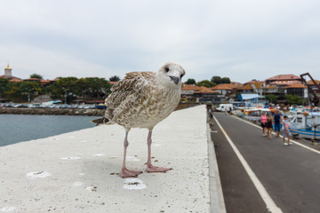 Curious gull on the background of an ancient city on the Black Sea coast of Bulgaria.