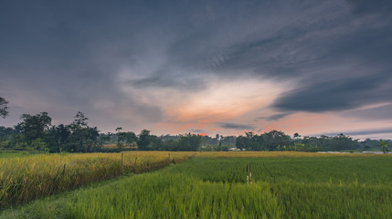 Fototapeta na wymiar Beautiful Rice Field