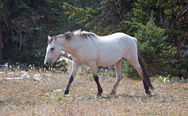 Pale Buckskin Apricot Dun wild horse stallion in the Pryor Mountains wild horse range in Montana United States
