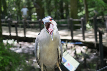 Bird with open mouth