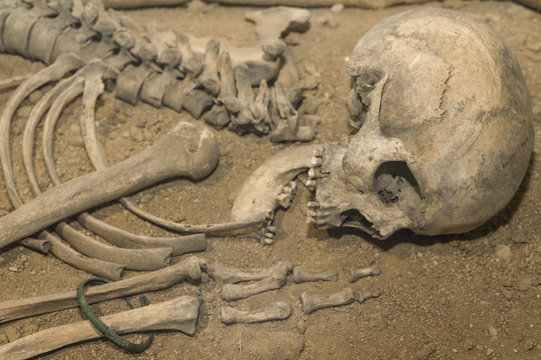 Archaeologists excavated the skeleton of a Neanderthal bones and skull with an open mouth in the ground. Prehistoric, Stone Age, Ice Age. Caveman