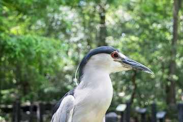 Heron in profile