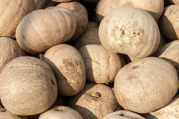 ripe autumn pumpkins