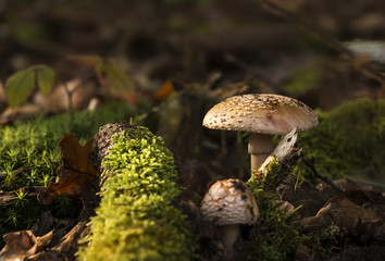 Two Amanita regalis mushrooms growing in the forest