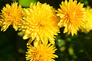 beautiful fresh autumn yellow flowers chrysanthemum close-up isolated.