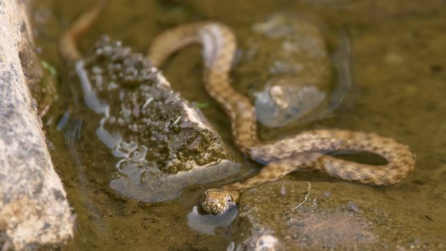 Dice snake in water