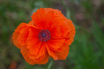 Poppy