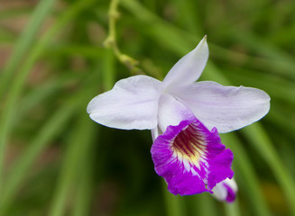 Орхидея белая с фиолетовым