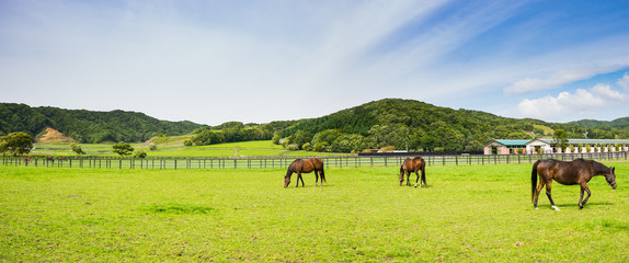 北海道 サラブレッド 競走馬 放牧風景