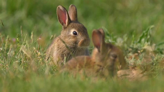 Wild european rabbit in meadow