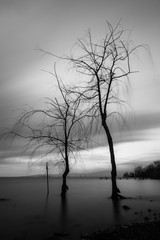 Long exposure view of a lake, with skeletal trees and still water