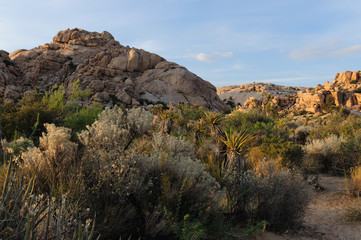 Joshua Tree Barker Dam Area near Sunset