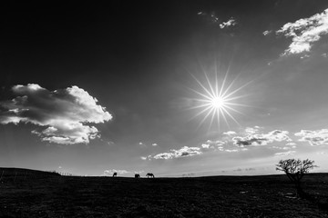 A very sharp sun star in the sky, with some horses on the left and a plant on the right, on top of a mountain