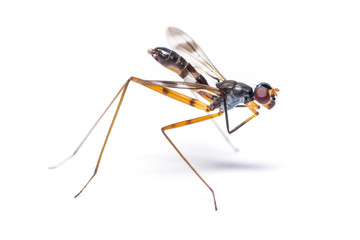 Stilt-legged fly use its front legs to rubs its wing isolated on white background