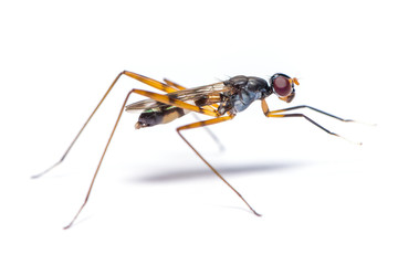 Stilt-legged fly isolated on white background