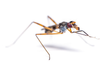Stilt-legged fly rubs its front legs and open its mouth isolated on white background