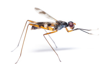 Stilt-legged fly rubs its front legs and wiggle its wing isolated on white background