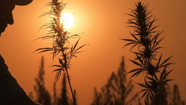 Medium shot of the man processing the marijuana field in the sunset background.