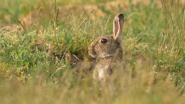 Wild european rabbit (Oryctolagus cuniculus) in meadow