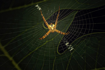 spider on web
