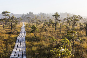 The sun Latvia.Dunikas swamp and mist rises