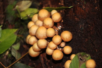 Mushrooms in a dutch forest during autumn