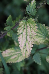Autumn leaves in several colors in The Netherlands