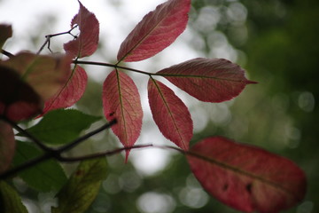 Coloured leaves during autumn