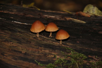 Mushrooms in a dutch forest during autumn