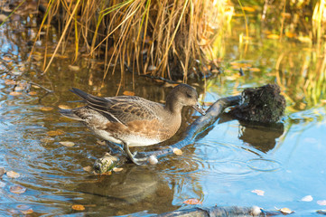 Eurasian wigeon (Anas penelope)